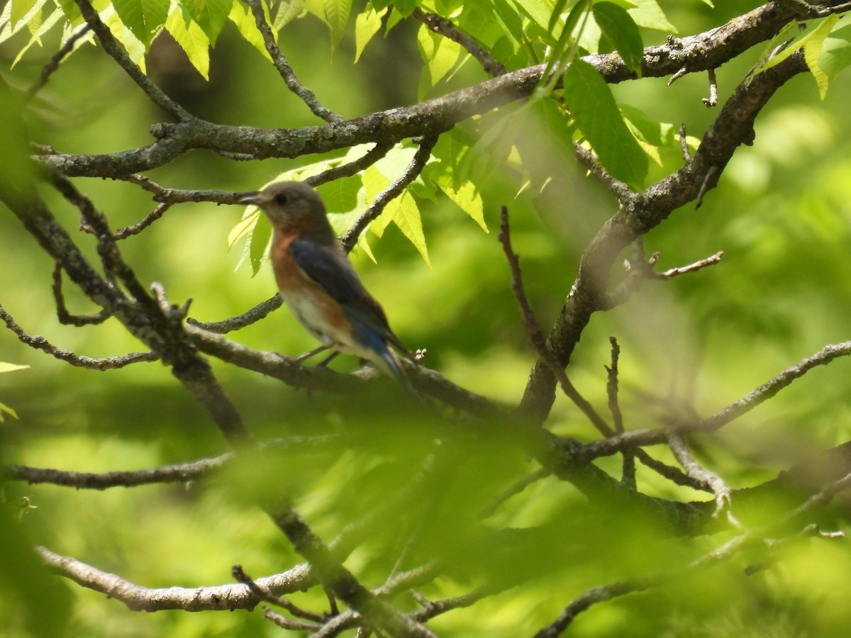 Eastern Bluebird - ML577288411