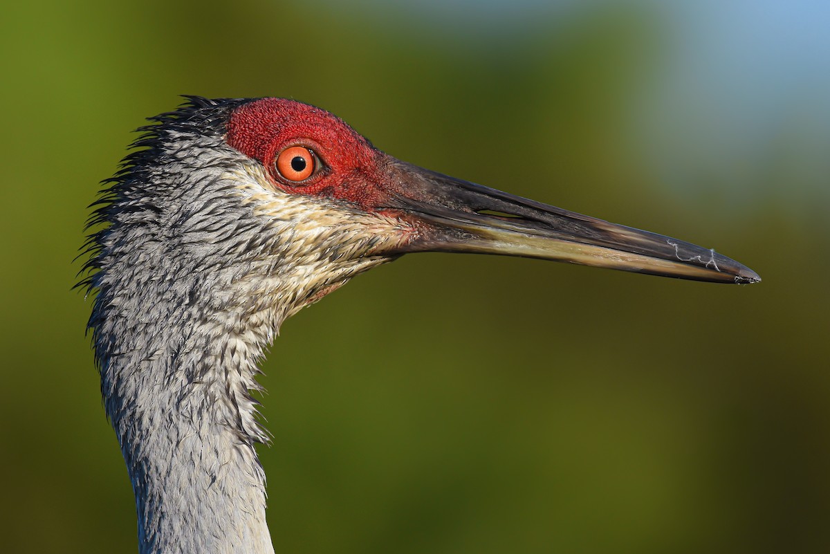 Sandhill Crane - ML577289491