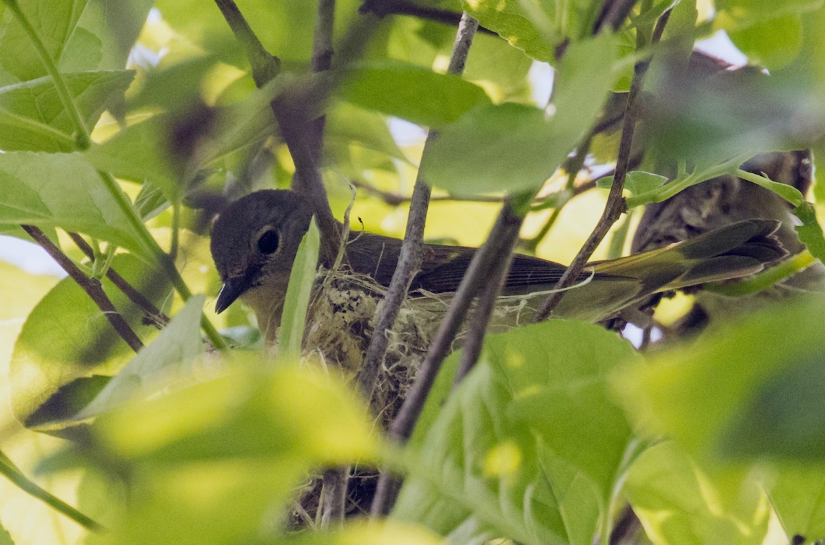 American Redstart - ML577289631