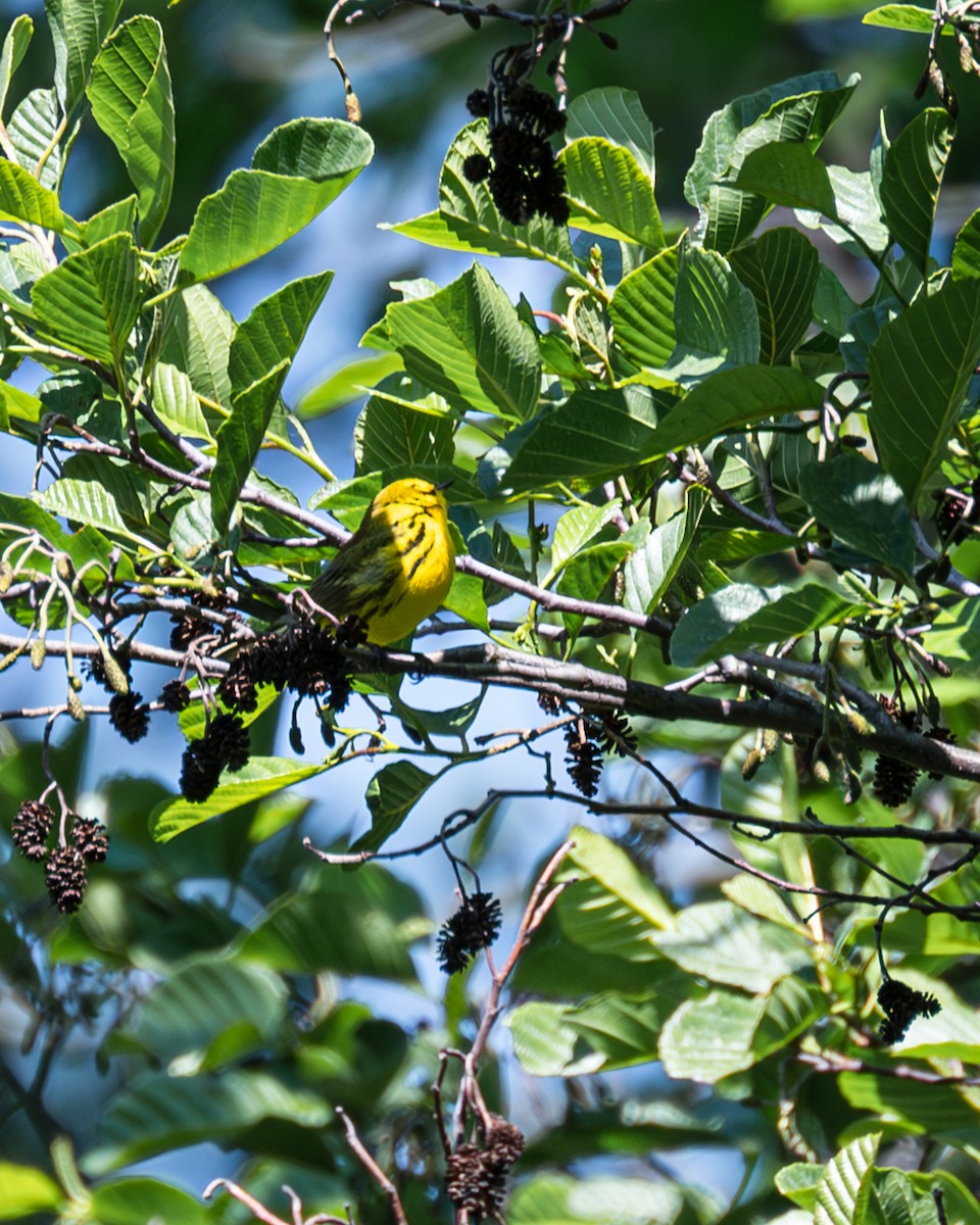 Prairie Warbler - ML577289861