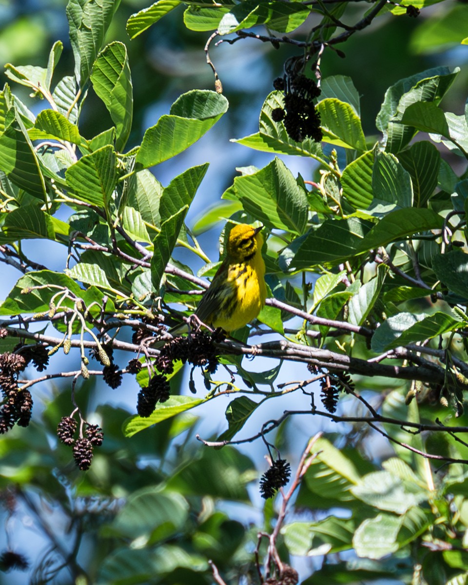 Prairie Warbler - ML577289881