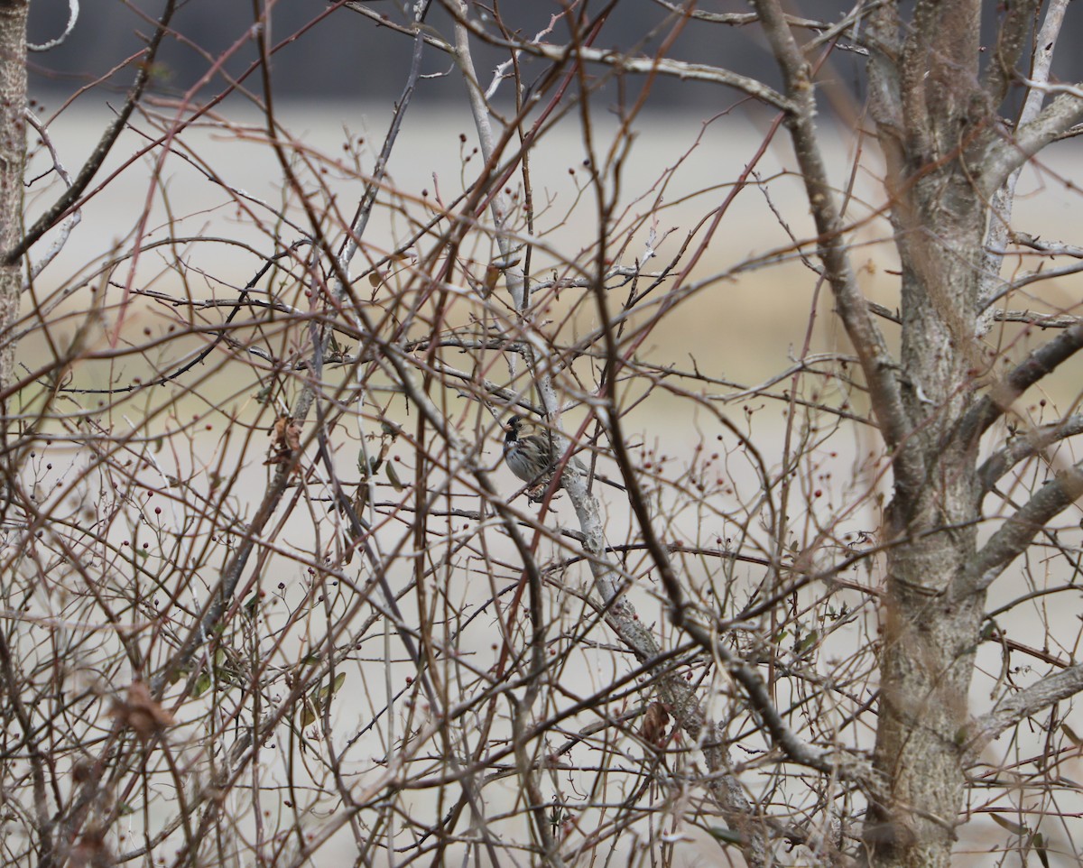 Harris's Sparrow - ML577290461