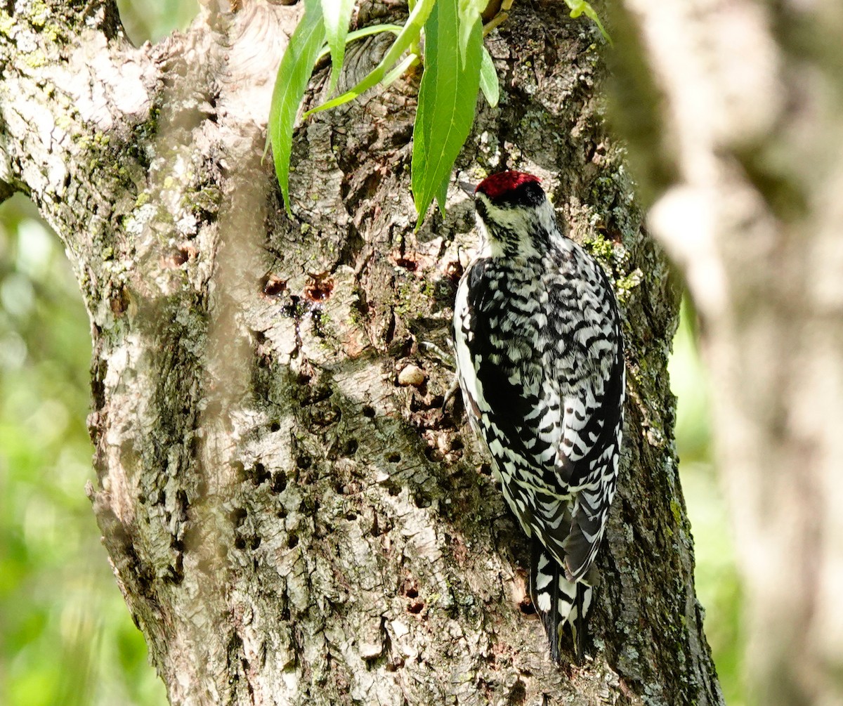Yellow-bellied Sapsucker - ML577290621