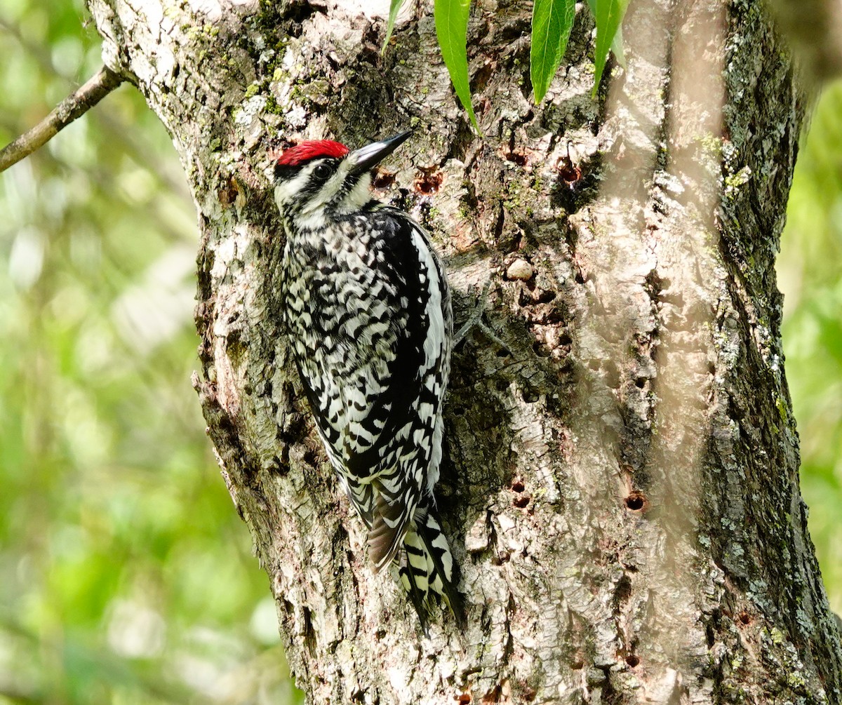 Yellow-bellied Sapsucker - ML577290661