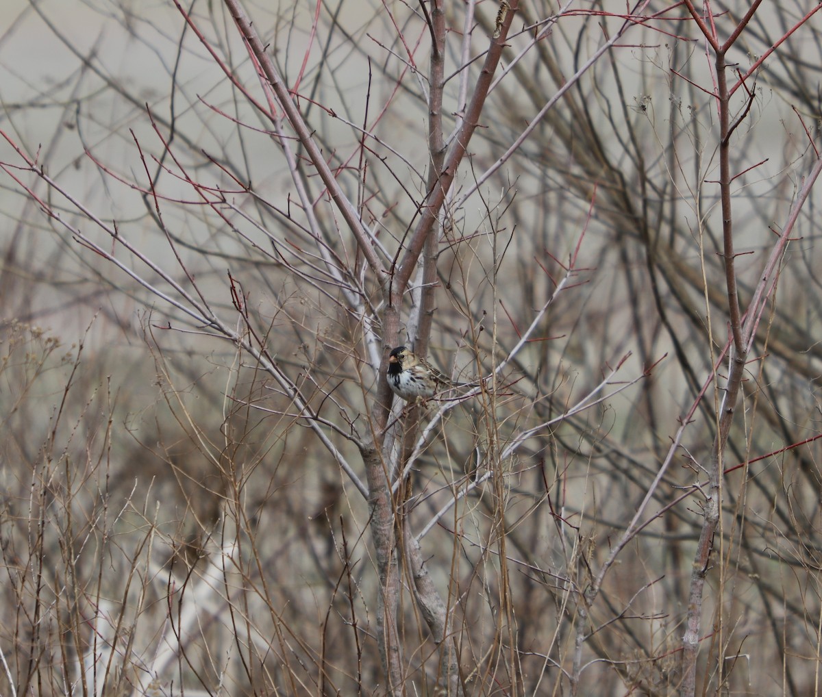 Harris's Sparrow - ML577290701