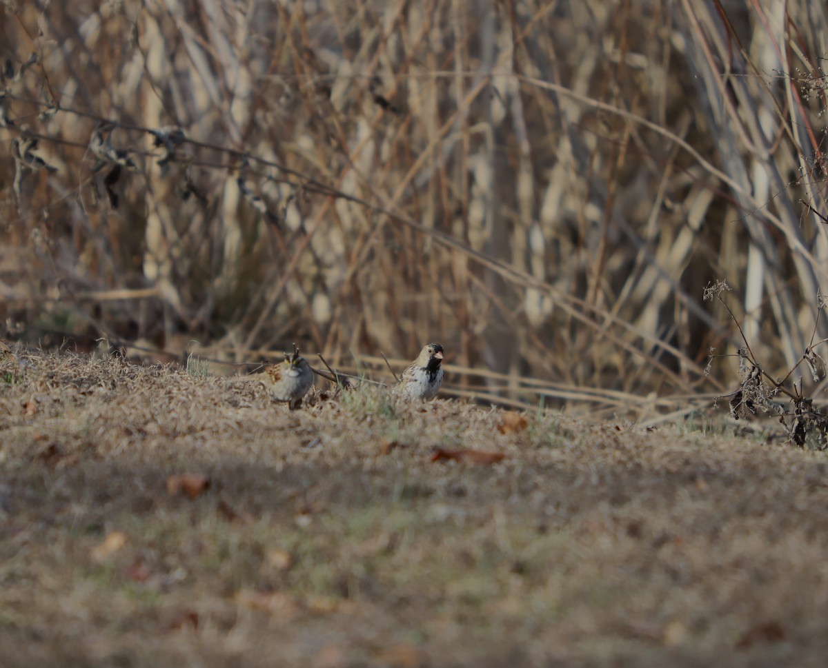 Harris's Sparrow - ML577291061
