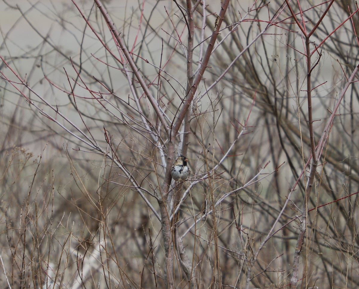 Harris's Sparrow - ML577291461
