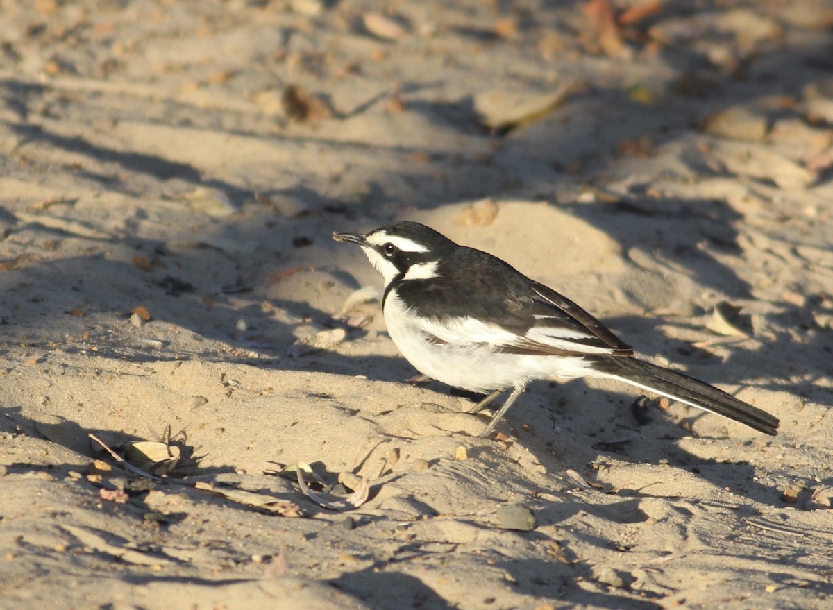 African Pied Wagtail - ML577292171