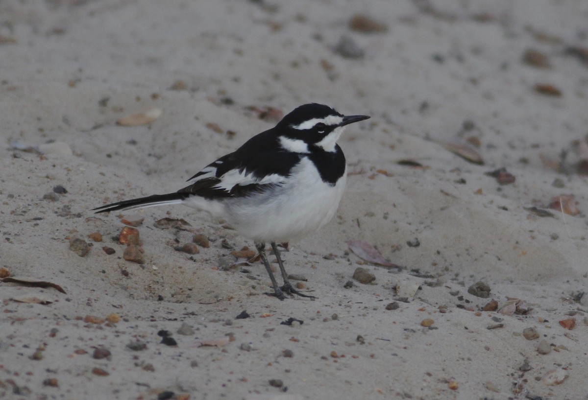African Pied Wagtail - ML577292181