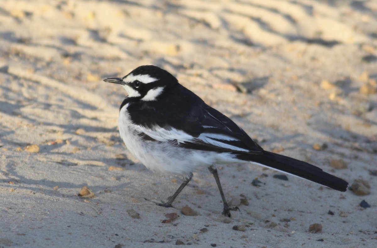 African Pied Wagtail - ML577292191