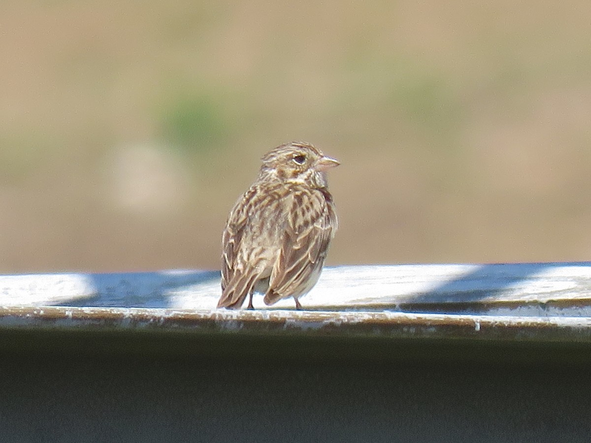 Vesper Sparrow - ML577292531