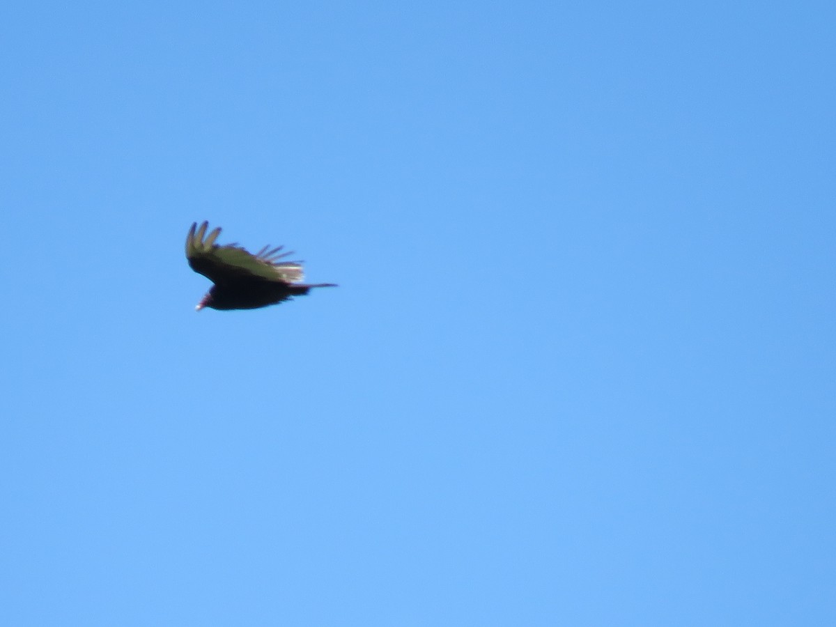 Turkey Vulture - ML577292671