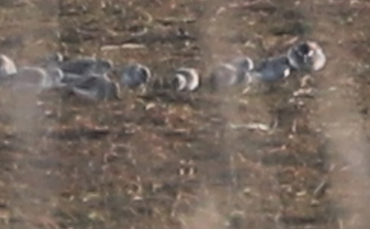 Red-necked Phalarope - ML577292851