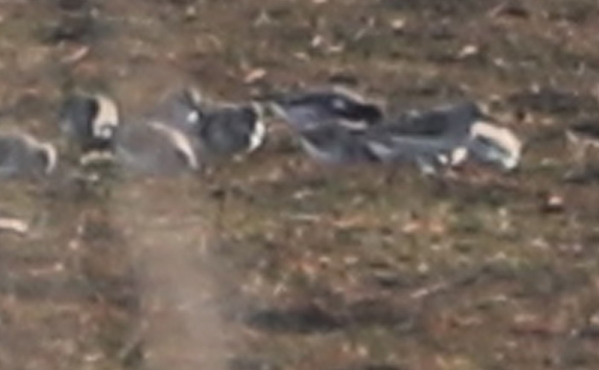 Red-necked Phalarope - ML577292891