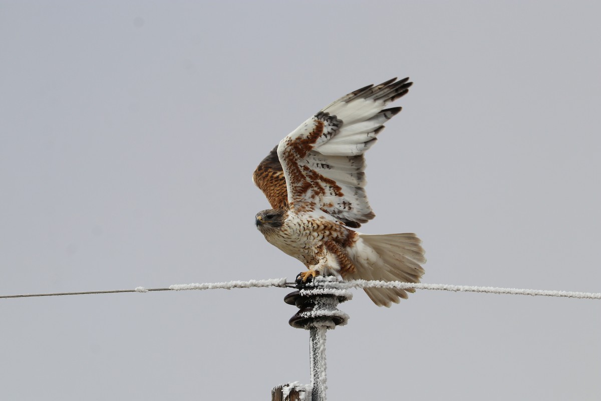 Ferruginous Hawk - ML577294441