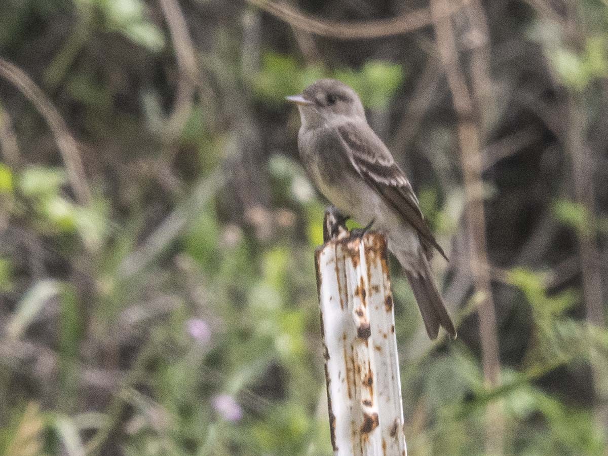 Western Wood-Pewee - ML57729491