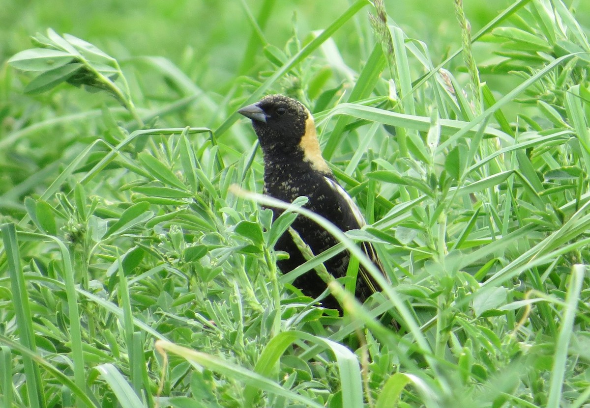 bobolink americký - ML577294981