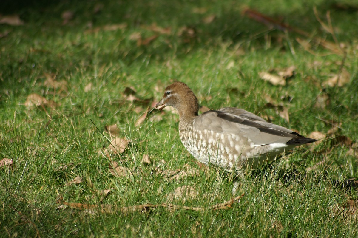 Maned Duck - ML577295241