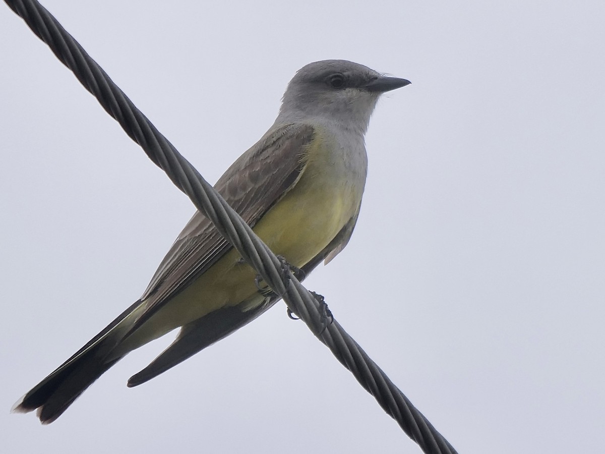 Western Kingbird - ML577295461