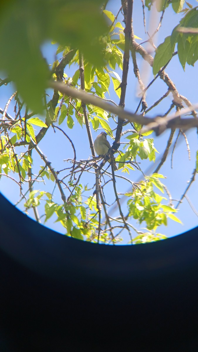 Red-eyed Vireo - ML577296011