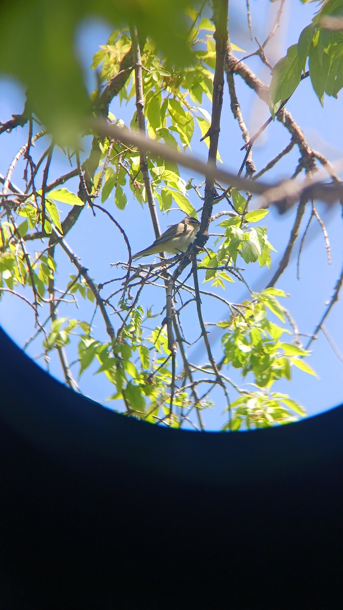 Red-eyed Vireo - ML577296021