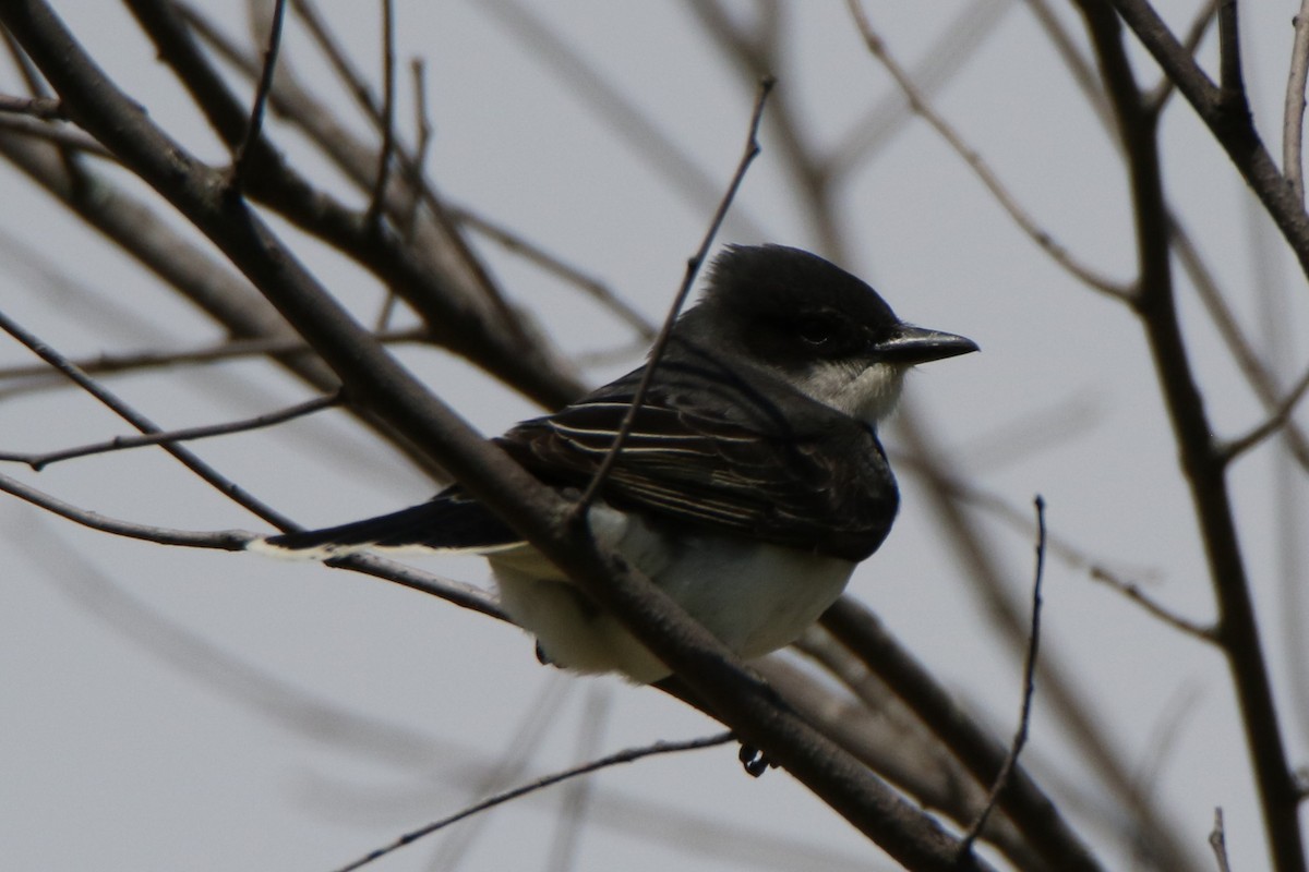 Eastern Kingbird - ML577296901