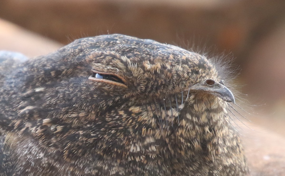 Freckled Nightjar - ML57729731