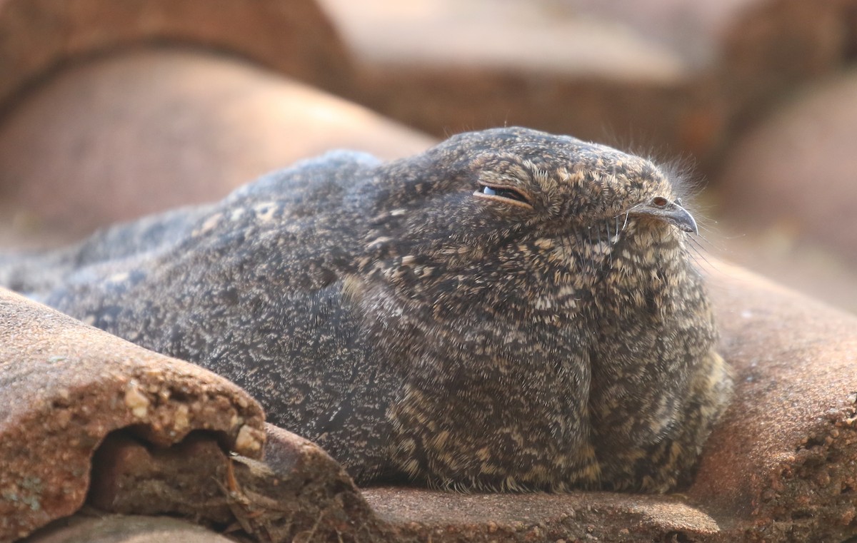 Freckled Nightjar - ML57729741