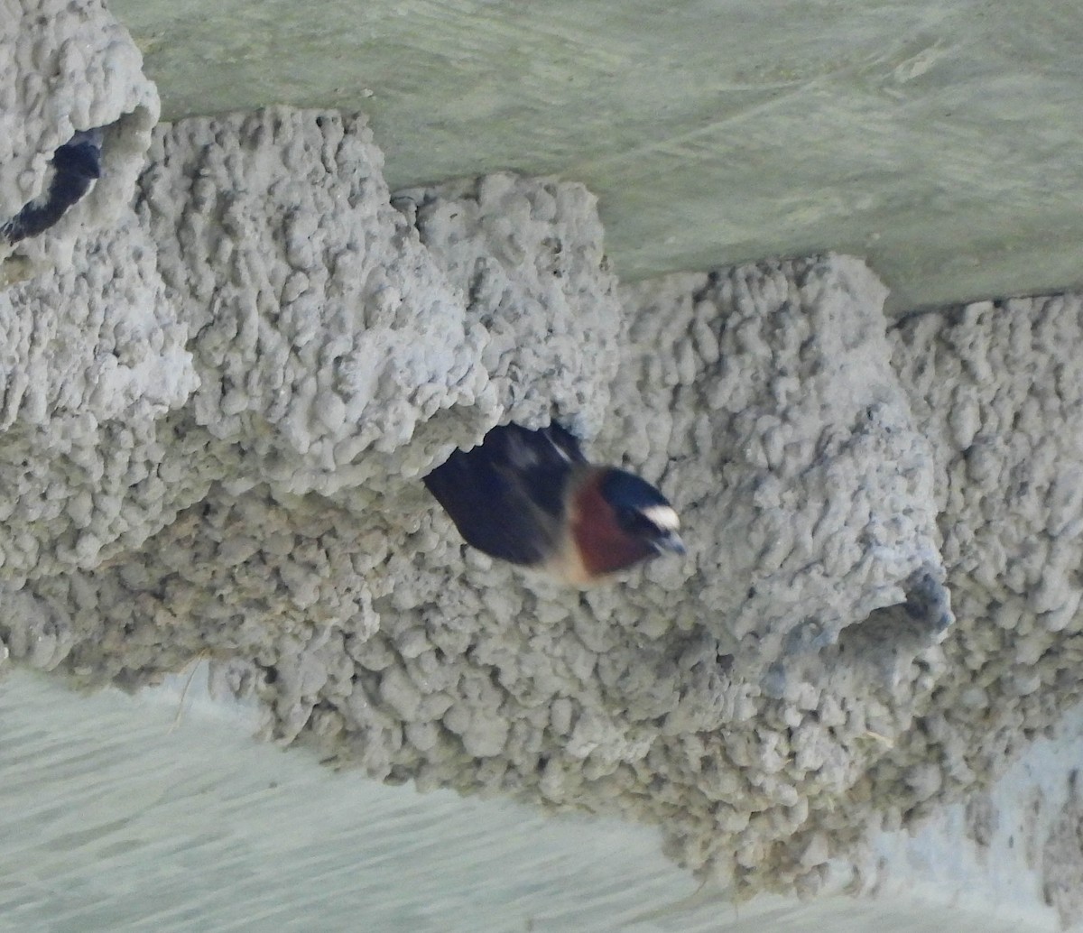 Cliff Swallow - ML577298861