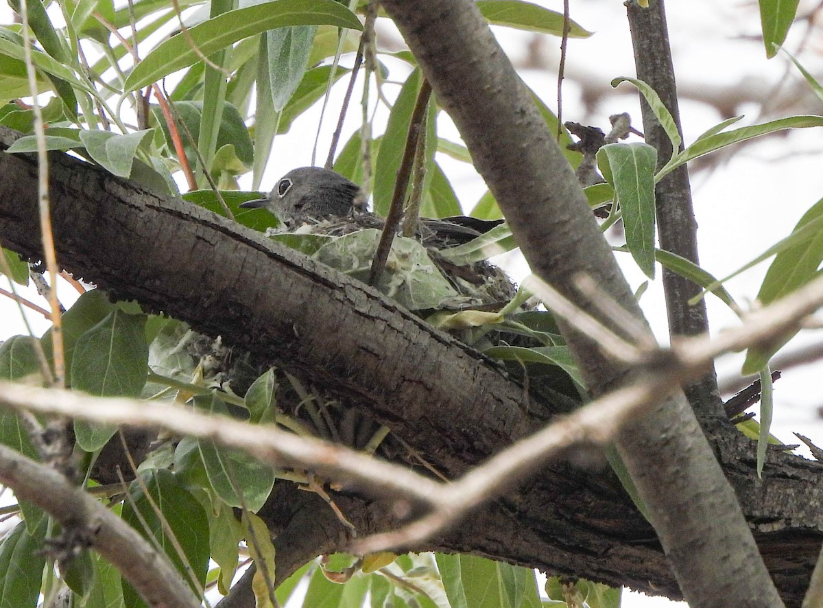 Blue-gray Gnatcatcher - ML577299331