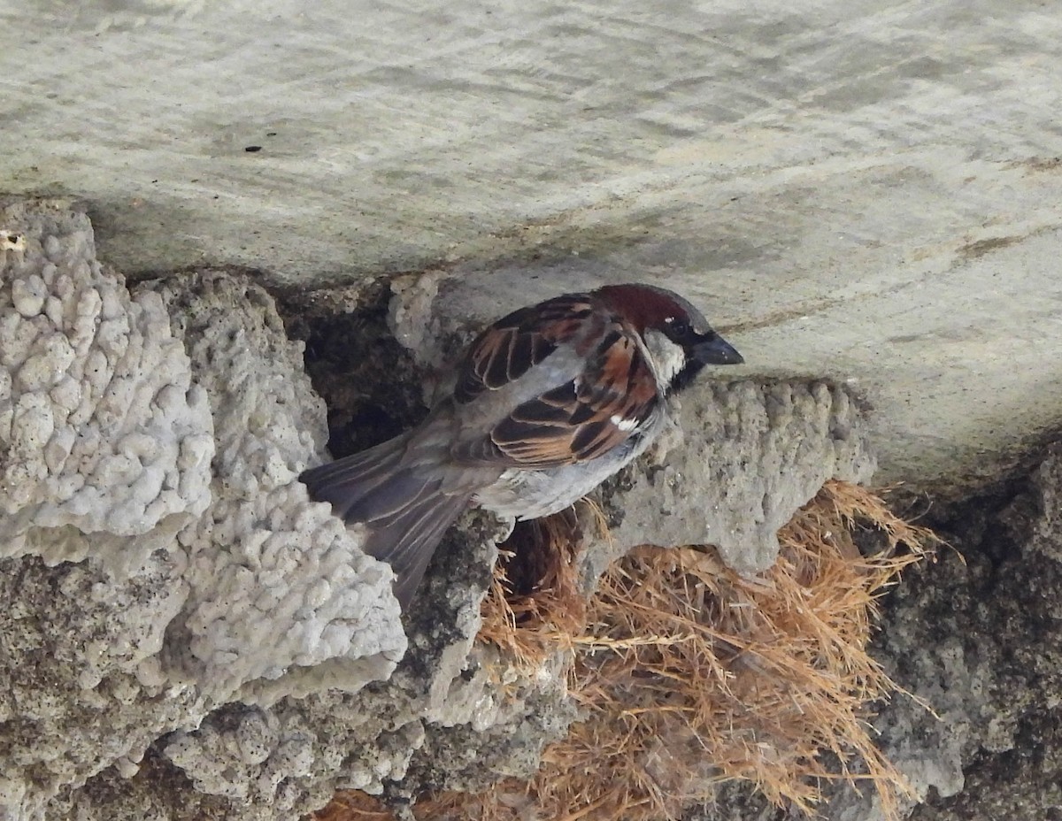 House Sparrow - ML577299651