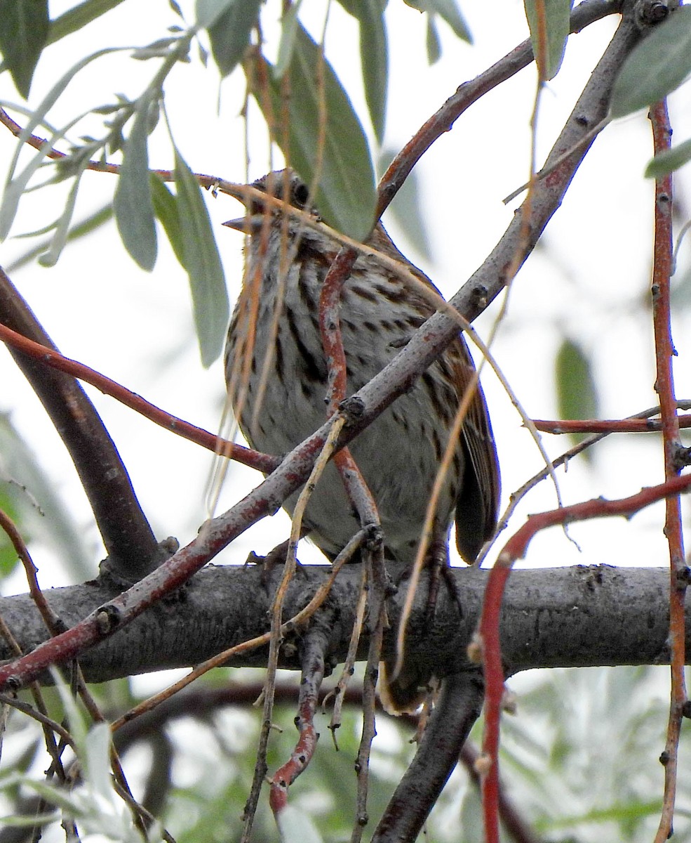 Song Sparrow - ML577299791