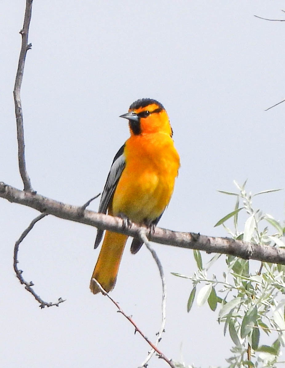 Oriole de Bullock - ML577299951