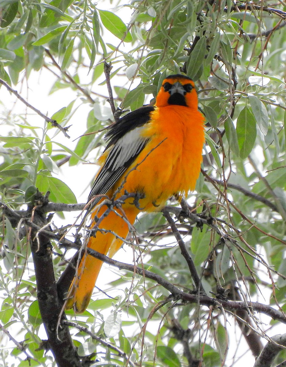 Bullock's Oriole - ML577299981