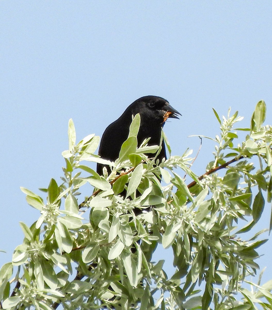 Red-winged Blackbird - ML577300721