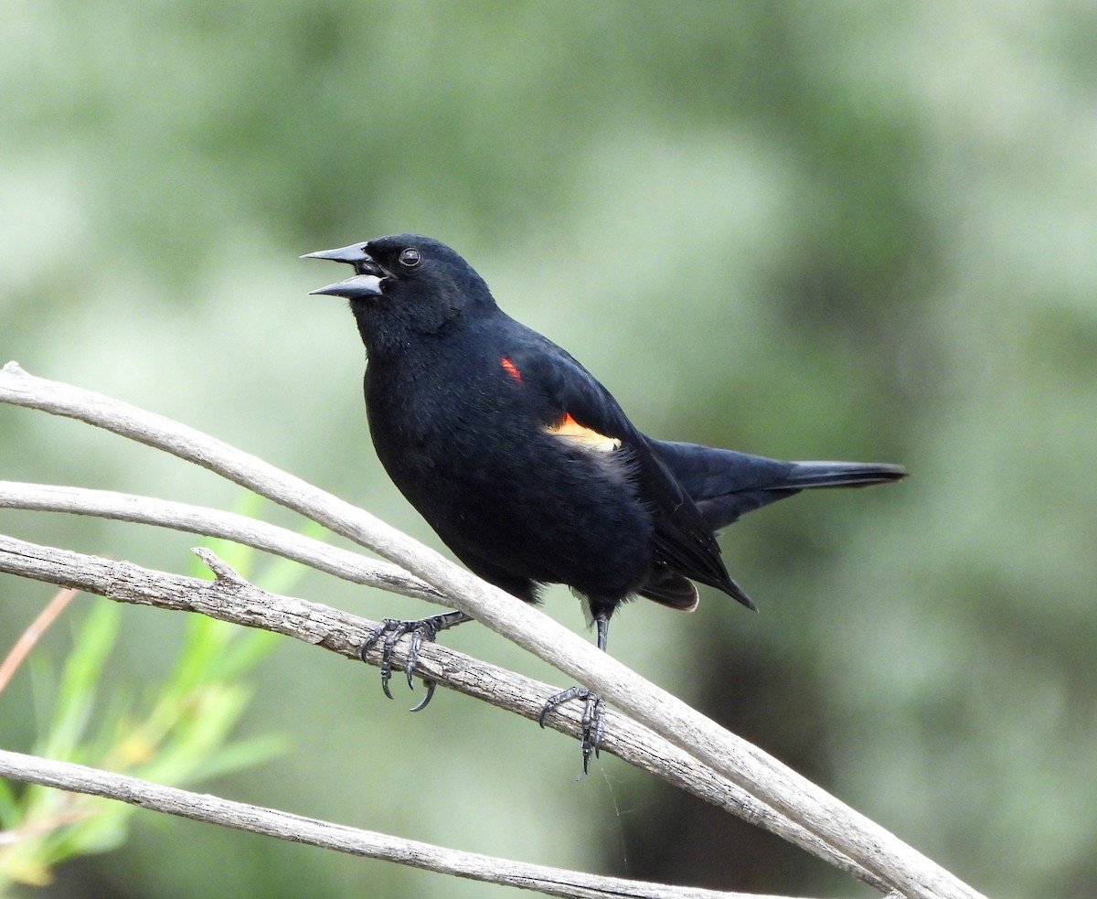 Red-winged Blackbird - ML577300751