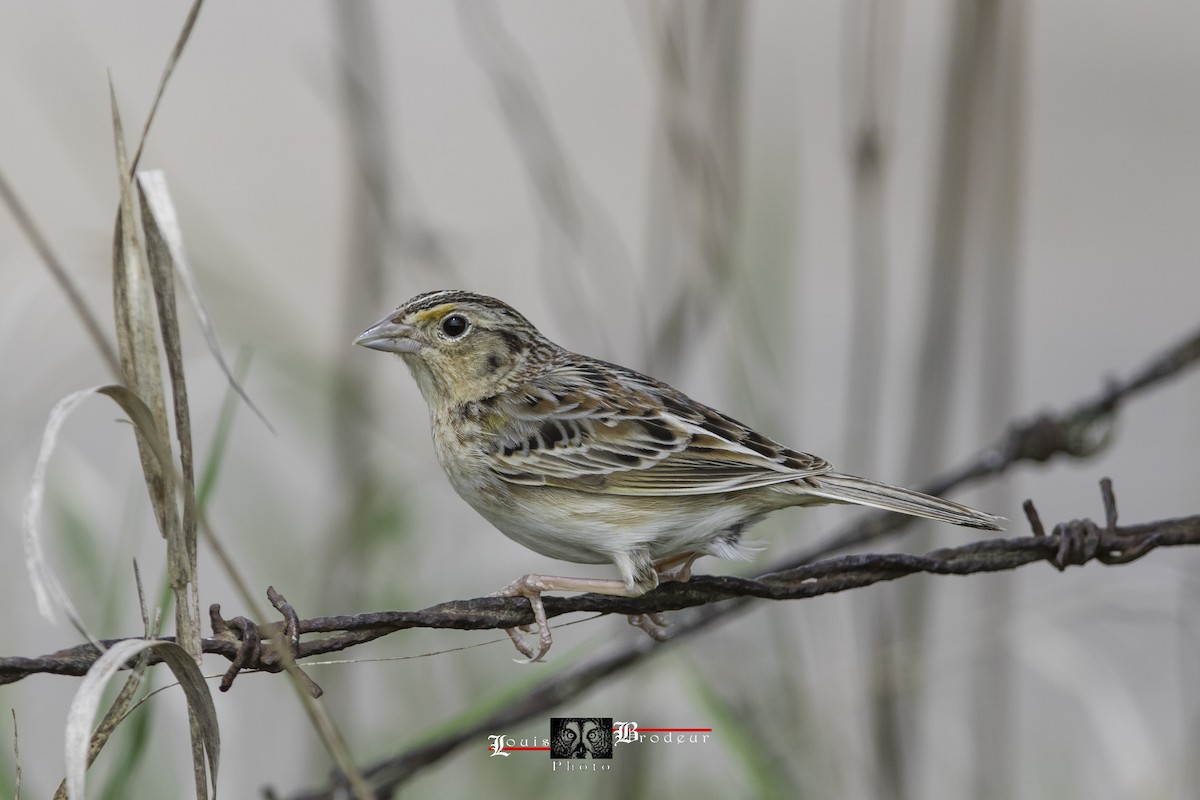 Grasshopper Sparrow - Louis Brodeur