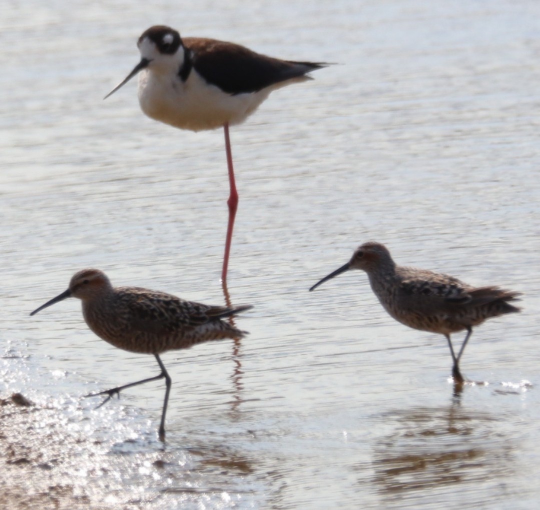 Stilt Sandpiper - ML577301211