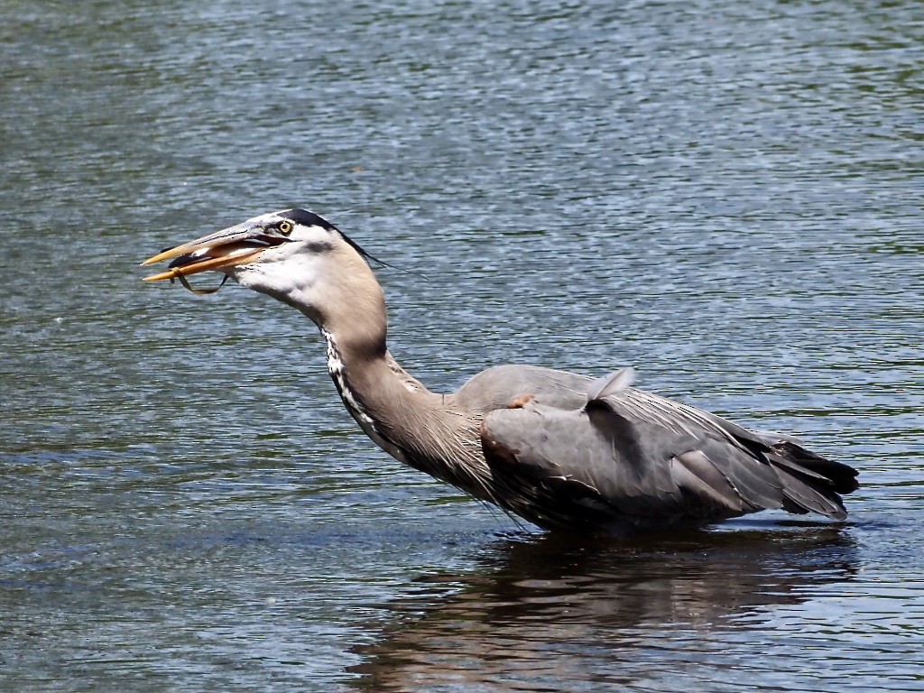 Garza Azulada - ML577301651