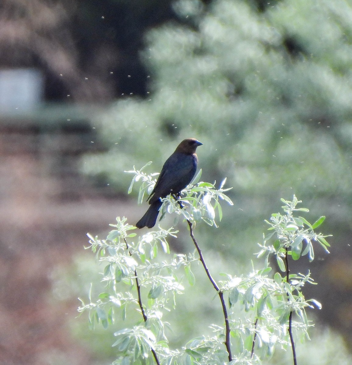 Brown-headed Cowbird - ML577301711