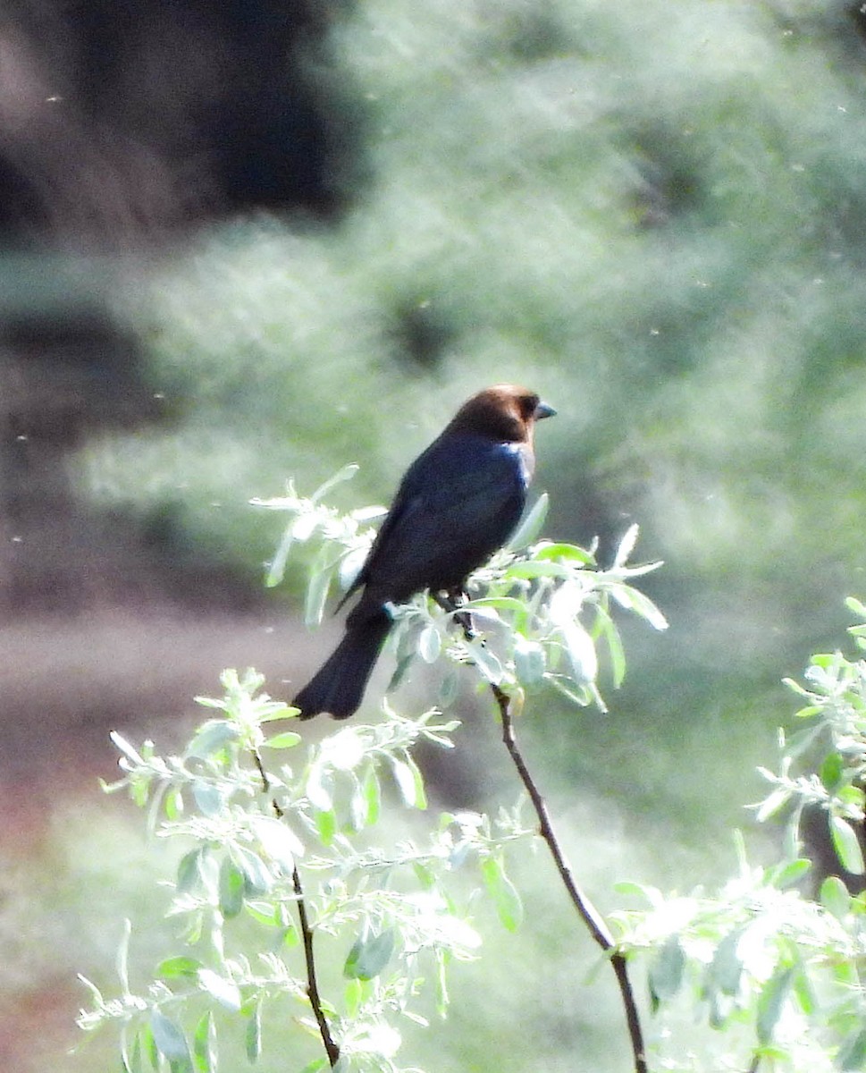 Brown-headed Cowbird - ML577301731