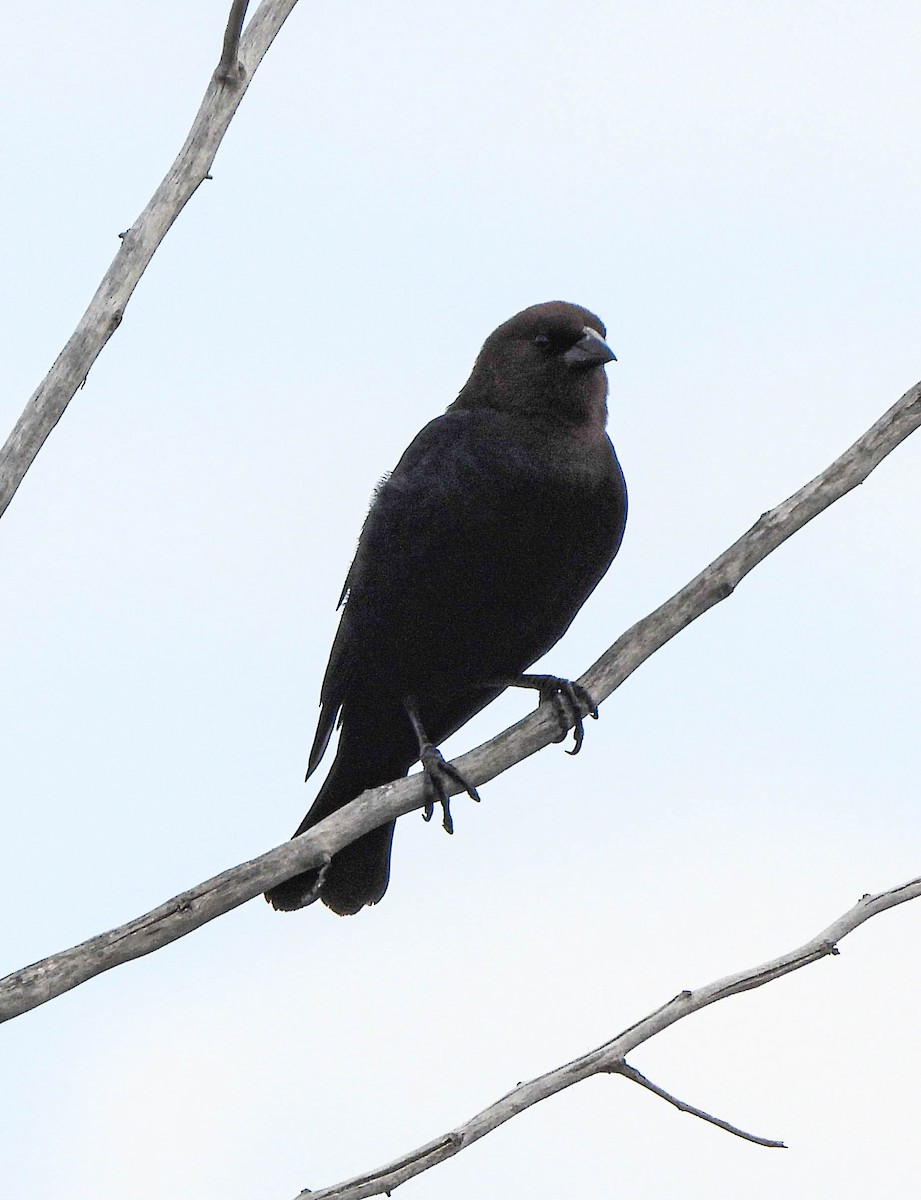 Brown-headed Cowbird - ML577301741