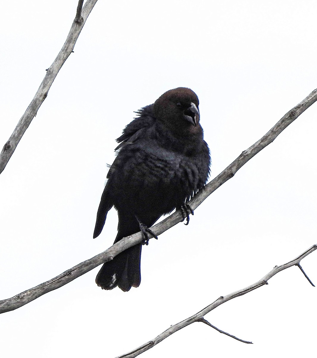 Brown-headed Cowbird - ML577301751