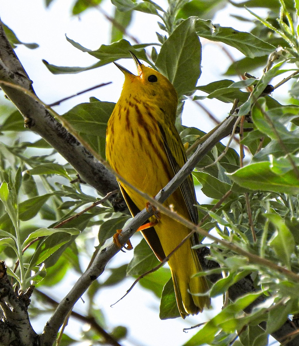 Yellow Warbler - Tamara Aho