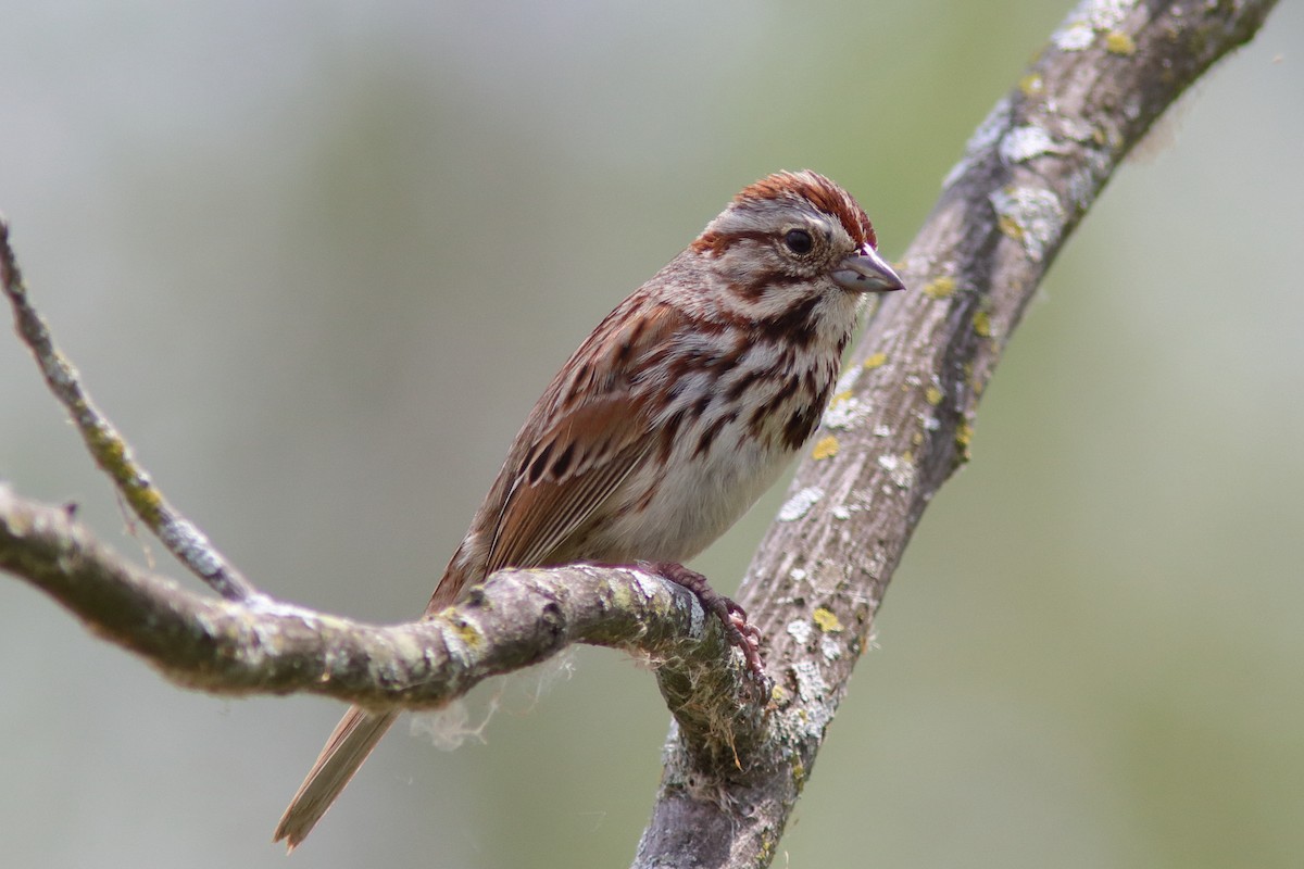 Song Sparrow - Robert Mercer