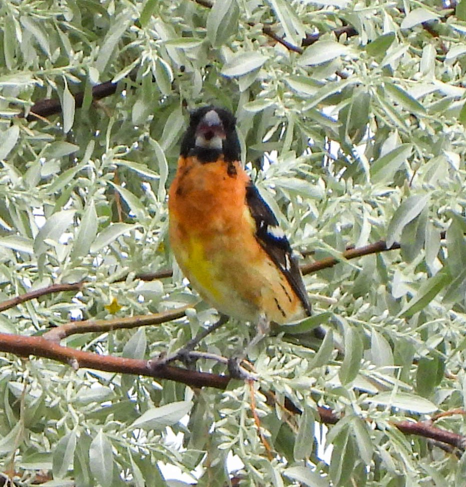 Black-headed Grosbeak - Tamara Aho