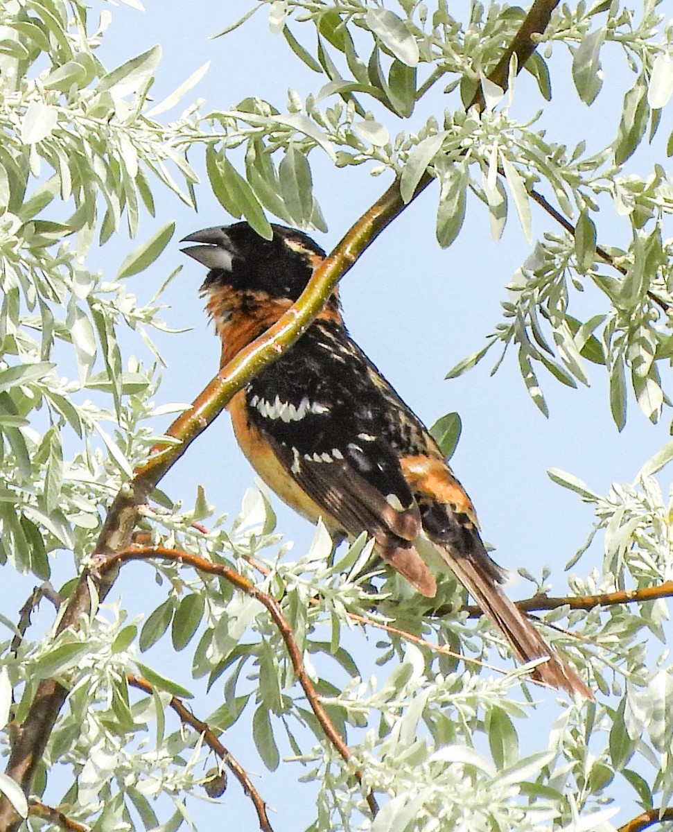 Black-headed Grosbeak - ML577302541