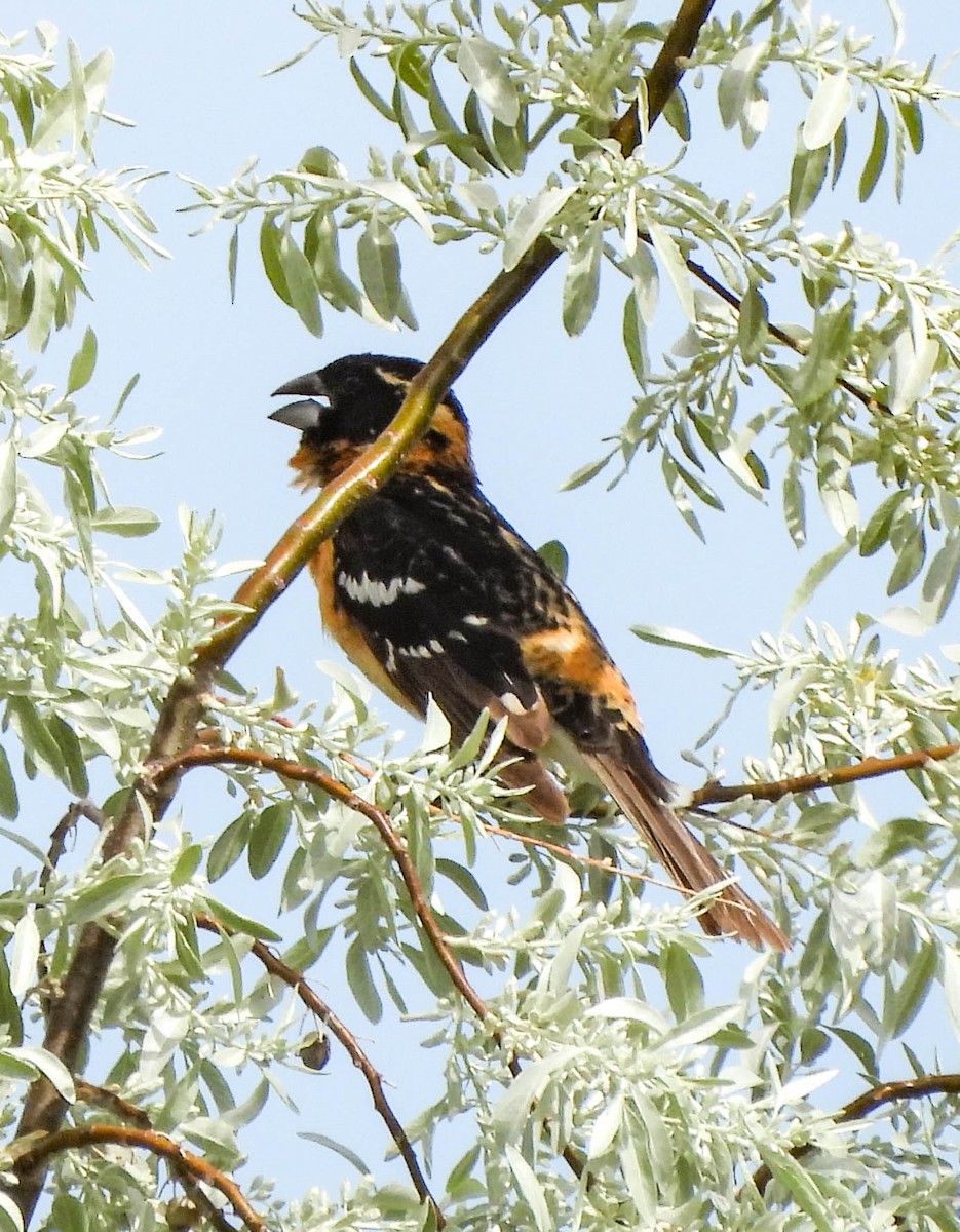 Cardinal à tête noire - ML577302571