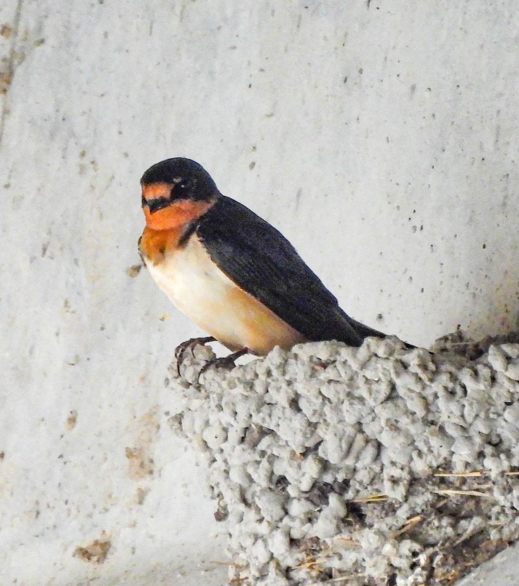 Hirondelle rustique - ML577302801