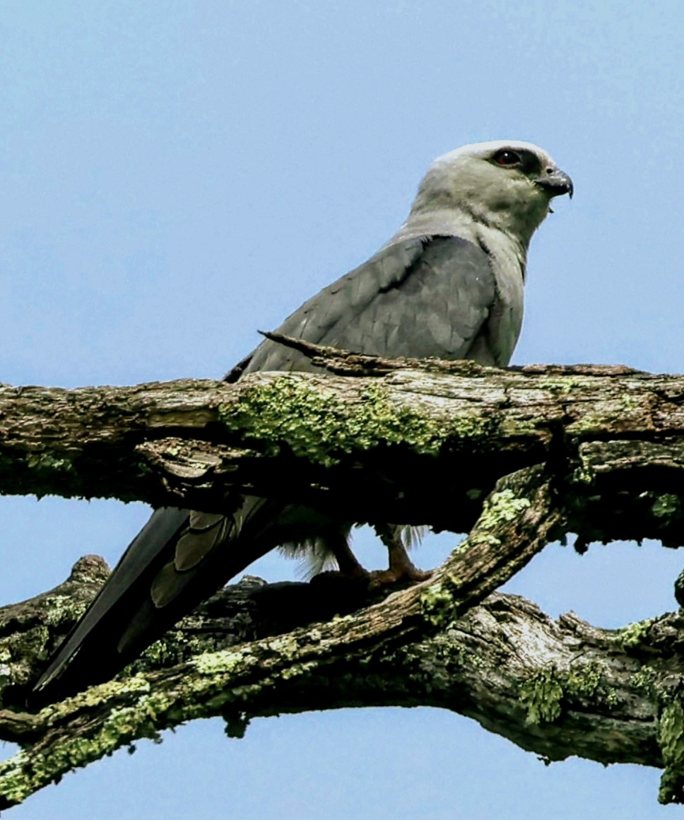 Mississippi Kite - ML577302861